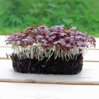 Mustard Red Microgreens