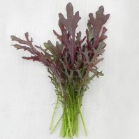Organic Mustard Rouge Metis Seeds