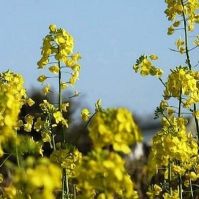 Organic Mustard Seed