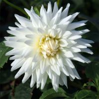 cactus dahlia white cream colour 