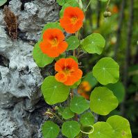 organic nasturtium seeds