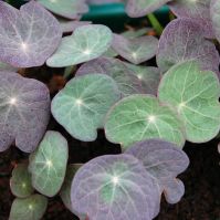 Organic Nasturtium Seed for Microgreens