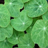 Organic Nasturtium Seed