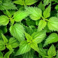 Nettle (Urtica dioica) 