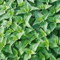 Nettle Seed for Microgreens Organic