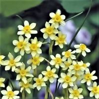 Jonquilla daffodil