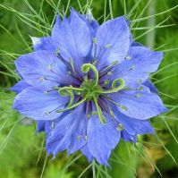 Nigella