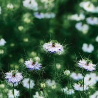 Nigella sativa seed Ireland