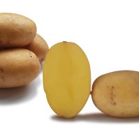 Nola Seed Potato Organic Blight Resistant