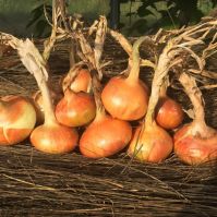 Onion 'Buan'