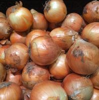 Sturon onion seed