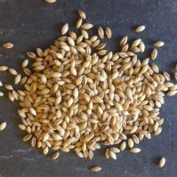 organic naked barley seeds for sprouting.jpg