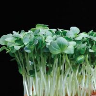organic radish daikon seed for growing your own sprouts