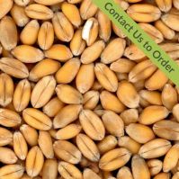 organic wheat seed
