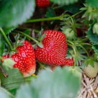 Organic Ostara Strawberry Runners