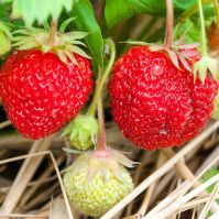 Organic Strawberry Plants