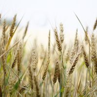 organic wheat seed Ireland
