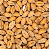 organic wheat seed
