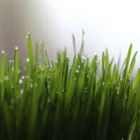 wheatgrass seeds for growing and sprouting