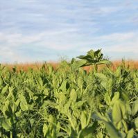 organic peas