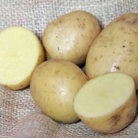 Orla early Organic Seed Potatoes 