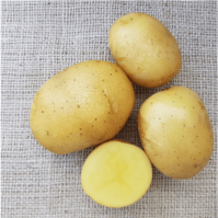 Oscar organic potatoes