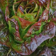 Lettuce 'Ovired'