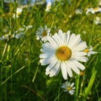 Oxeye Daisy Seeds