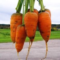 Carrot oxhella