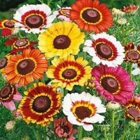Painted daisies