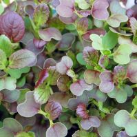 Organic Red Pak Choi Seed