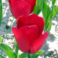 Tulip Pallada Bulbs