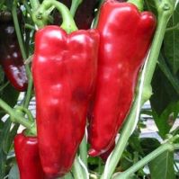 Pointed Red Pepper Seed Organic