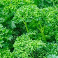Parsley 'Moss Curled'