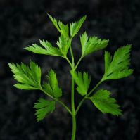 Organic Italian Parsley Seeds