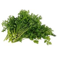 Italian Parsley Microgreen