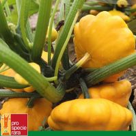 Summer Squash 'Patisson Orange'