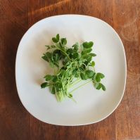 Organic Microgreen Pea Seed Ireland