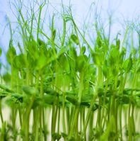 pea shoots to grow at home.