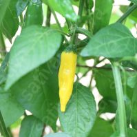 Chilli Pepper 'Lemon Drop'