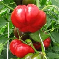 Pepper 'Liebesapfel'