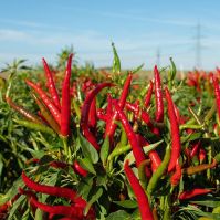 Pepper 'Red Gunda'