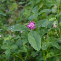 Persian Clover