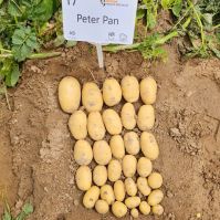 Peter Pan variety of Potatoes