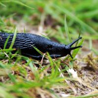 Organic Slug and Snail Killer Sluggo ULTRA 1kg