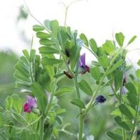 organic summer vetch seeds