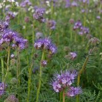 Phacelia Flowering