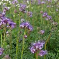 organic phacelia and rye seed winter green manure