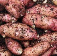 Pink Fir Apple Seed Potato for Salad