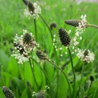Plaintain Seed for Pastures